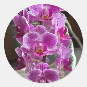 Mini Phalaenopsis Sogo Vivien Lila Orchid Blume Runder Aufkleber