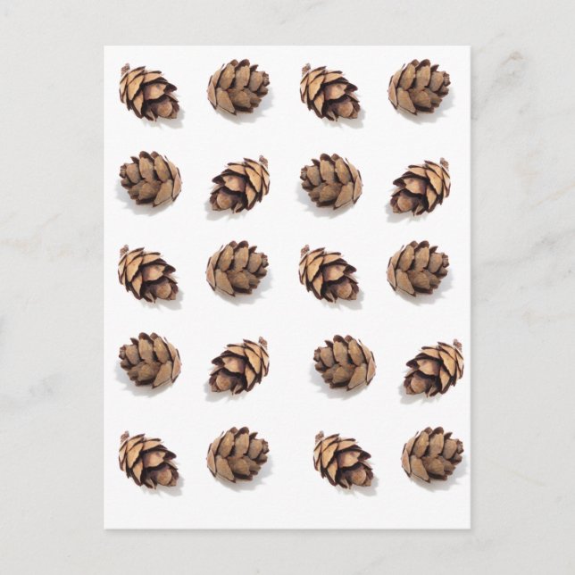 Mini Pine Cones on White Postkarte (Vorderseite)