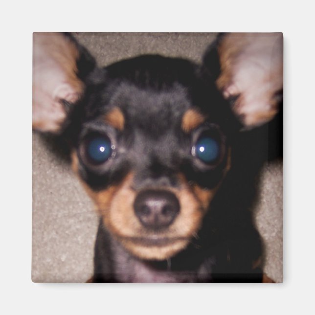 Mini-Pinscher. Magnet (Vorne)