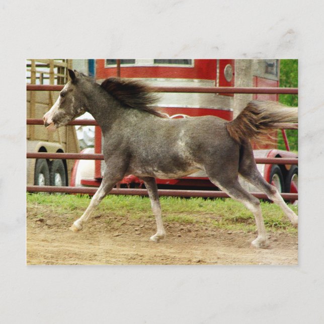 Mini Pinto Horse Gallops Postkarte (Vorderseite)