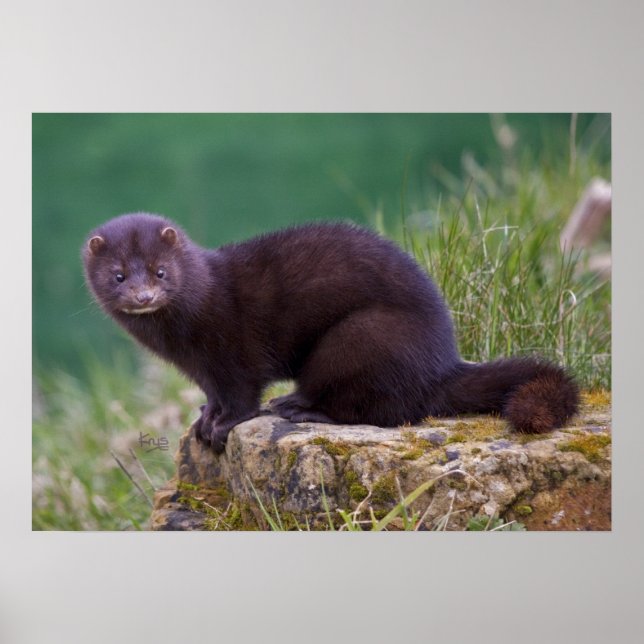 Mini-Print Poster (Vorne)