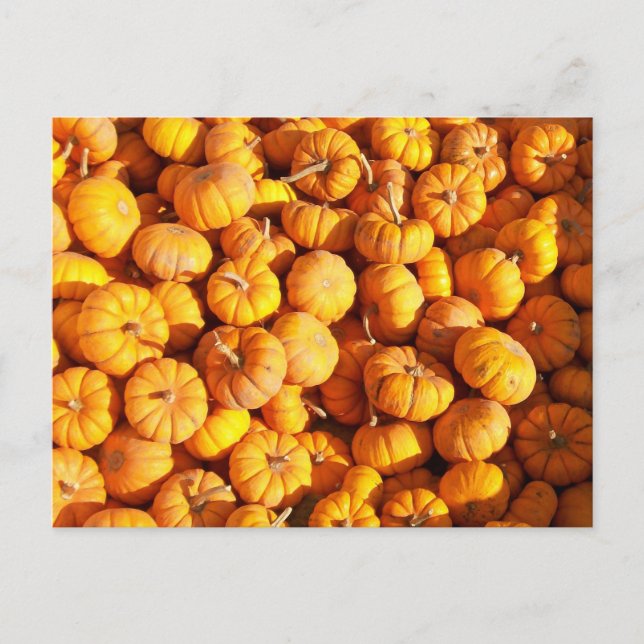 Mini Pumpkins Postcard Postkarte (Vorderseite)