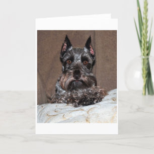 Mini-Schnauzer 2 Feiertagskarte