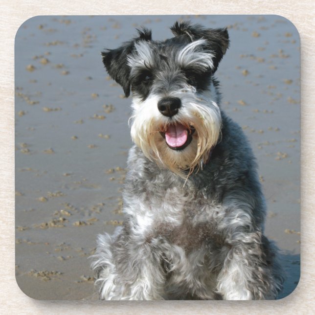 Mini schnauzer-am beach.png getränkeuntersetzer (Vorderseite)
