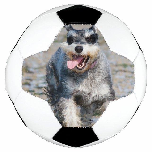 Mini-Schnauzer Fußball (Vorderseite)