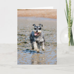 Mini-Schnauzer Karte