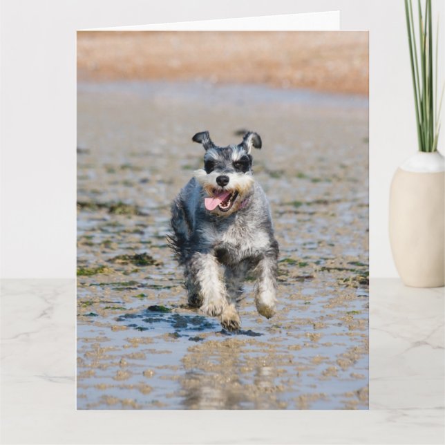 Mini-Schnauzer Karte (Vorderseite)