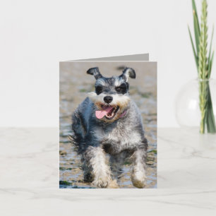 Mini-Schnauzer Karte