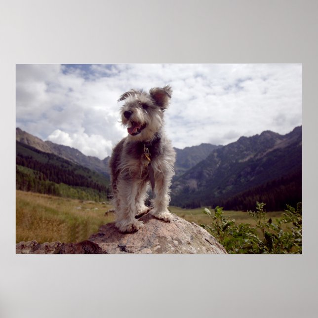 Mini Schnauzer Poster (Vorne)