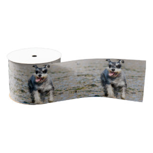 Mini-Schnauzer Ripsband