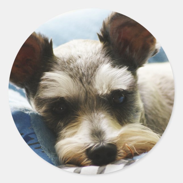 Mini Schnauzer Runder Aufkleber (Vorderseite)