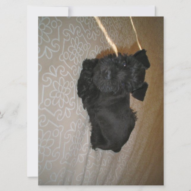 Mini-Schnauzer-Welpe (Vorderseite)