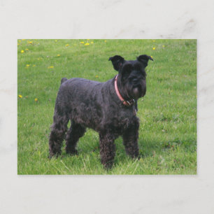 Mini-Shnaugen voll Postkarte