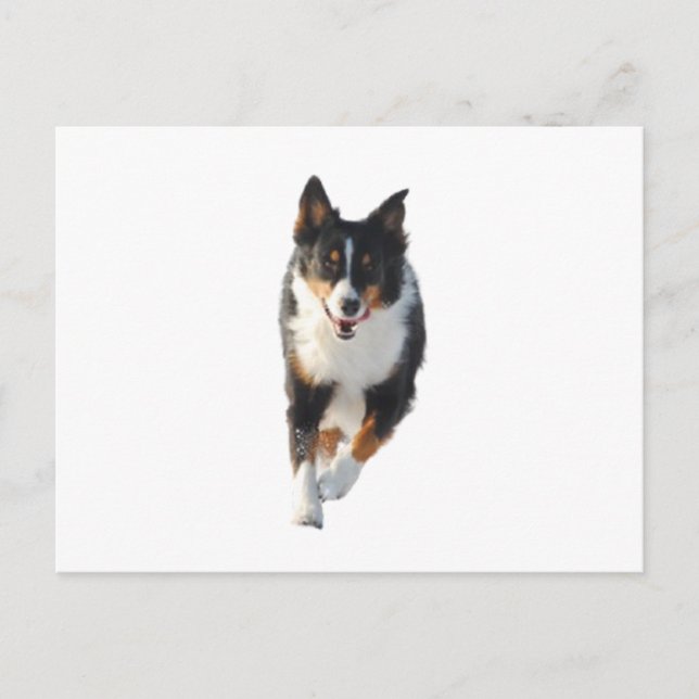 Miniatur American Shepherd Black Tri Running Postkarte (Vorderseite)
