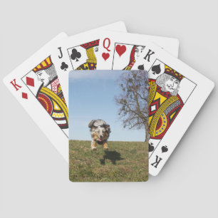 Miniatur American Shepherd Blue Merle Jumping Spielkarten
