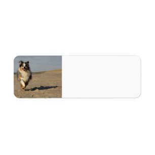 Miniatur-American-Shepherd läuft am Strand
