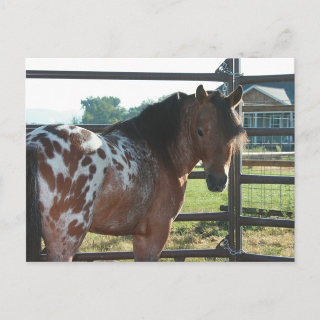 Miniatur-Appaloosa-Stallion Postkarte (Vorderseite)