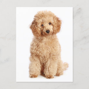 Miniatur Apricot Poodle Welpen Doppy Blank Postkar Postkarte