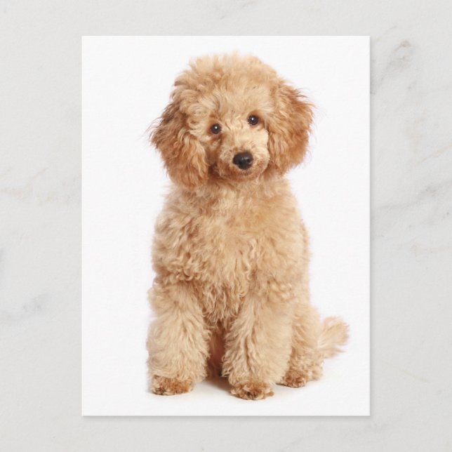 Miniatur Apricot Poodle Welpen Doppy Blank Postkar Postkarte (Vorderseite)