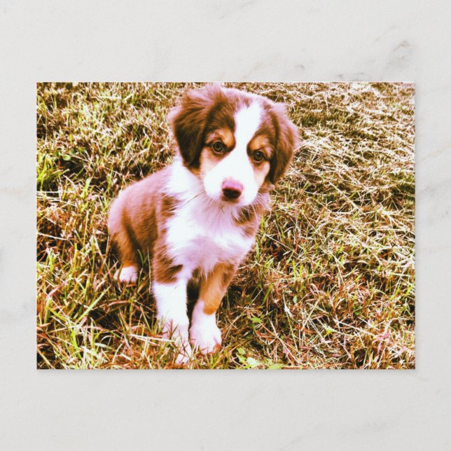 Miniatur Australischer Schäferhund! Mini Aussie Pu Postkarte (Vorderseite)