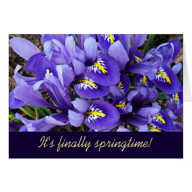 Miniatur Blue Irises Frühblut (Vorderseite (Horizontal))