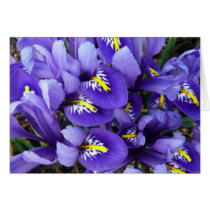 Miniatur Blue Irises Frühblut