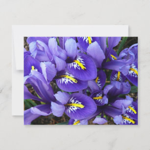 Miniatur Blue Irises Frühblut