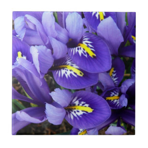 Miniatur Blue Irises Frühblut Fliese