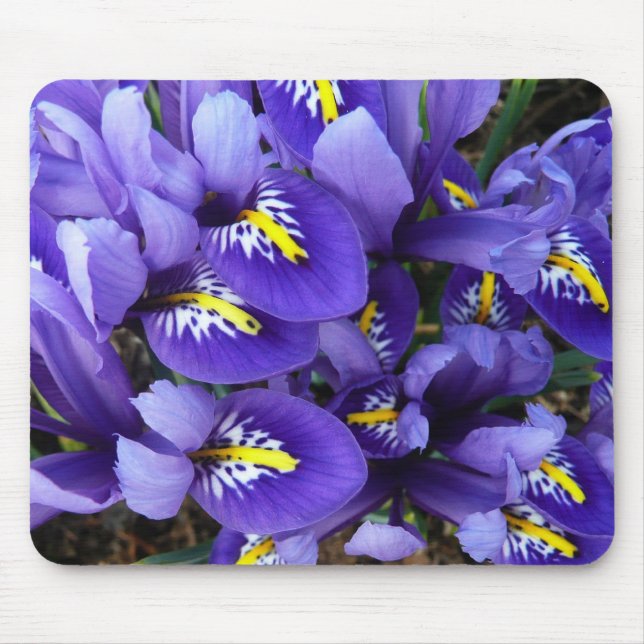 Miniatur Blue Irises Frühblut Mousepad (Vorne)