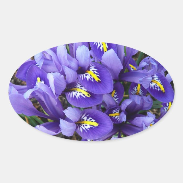 Miniatur Blue Irises Frühblut Ovaler Aufkleber (Vorderseite)