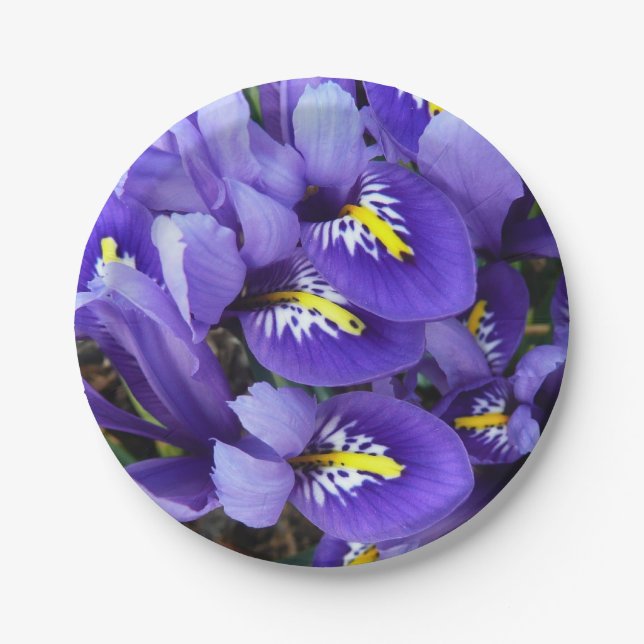 Miniatur Blue Irises Frühblut Pappteller (Vorderseite)