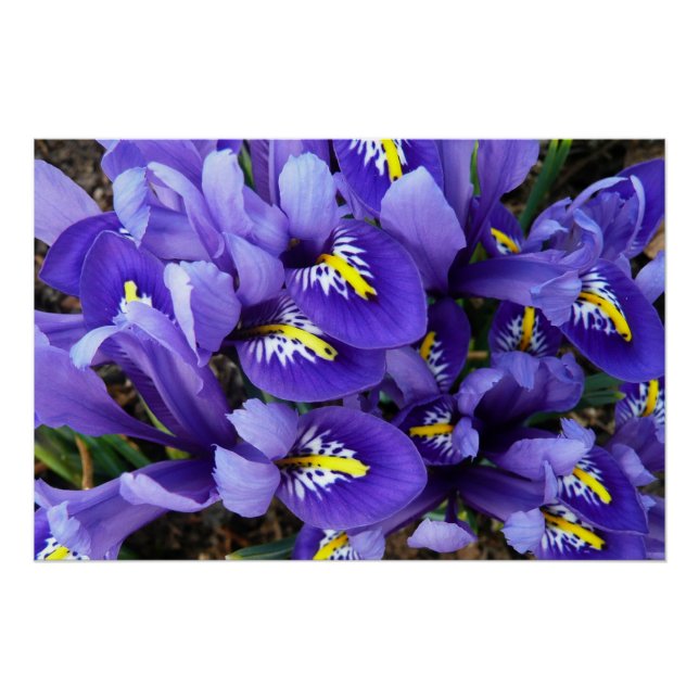 Miniatur Blue Irises Frühblut Poster (Vorderseite)
