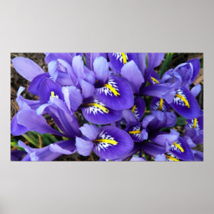 Miniatur Blue Irises Frühblut Poster