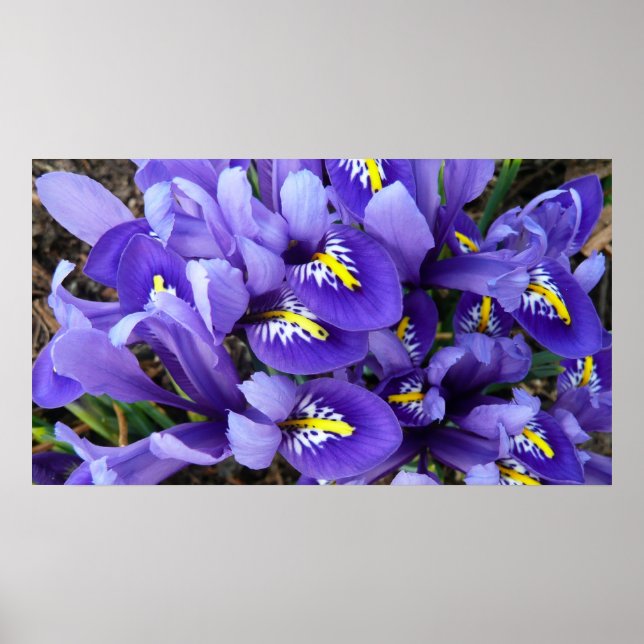 Miniatur Blue Irises Frühblut Poster (Vorne)