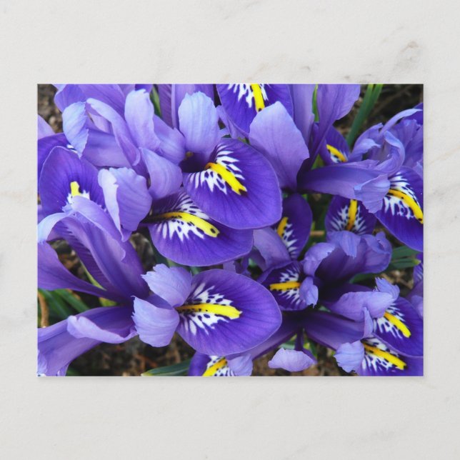 Miniatur Blue Irises Frühblut Postkarte (Vorderseite)