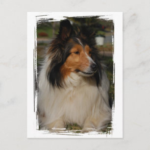 Miniatur-Collie-Postkarte Postkarte