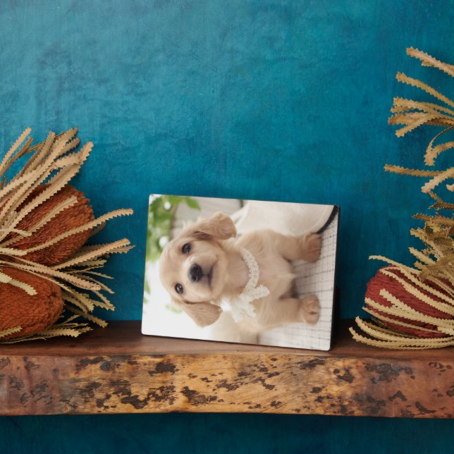 Miniatur-Dackel Fotoplatte (Seite)