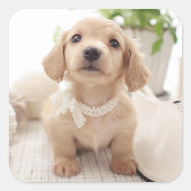 Miniatur-Dackel Quadratischer Aufkleber (Vorderseite)