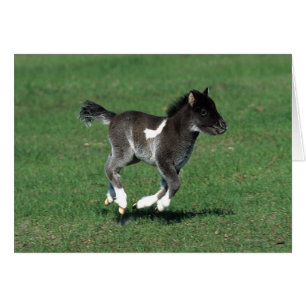 Miniatur Foal Running
