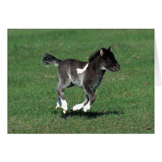Miniatur Foal Running (Vorderseite (Horizontal))
