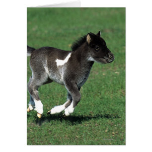 Miniatur Foal Running