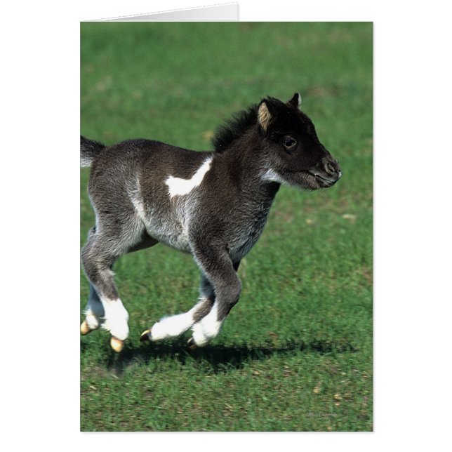 Miniatur Foal Running (Vorne)