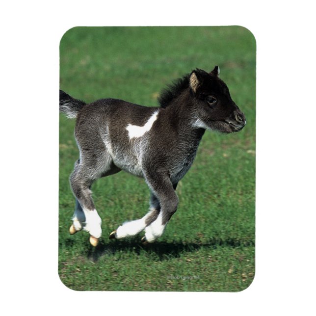 Miniatur Foal Running Magnet (Vertikal)