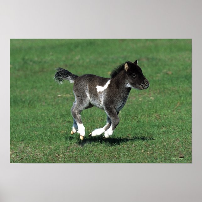 Miniatur Foal Running Poster (Vorne)