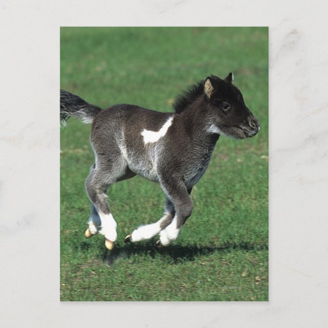 Miniatur Foal Running Postkarte (Vorderseite)