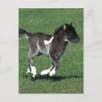 Miniatur Foal Running