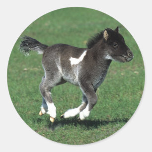 Miniatur Foal Running Runder Aufkleber