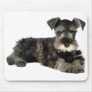 Miniatur-Grauschnauzer-Welpen-Hundepolster Mousepad