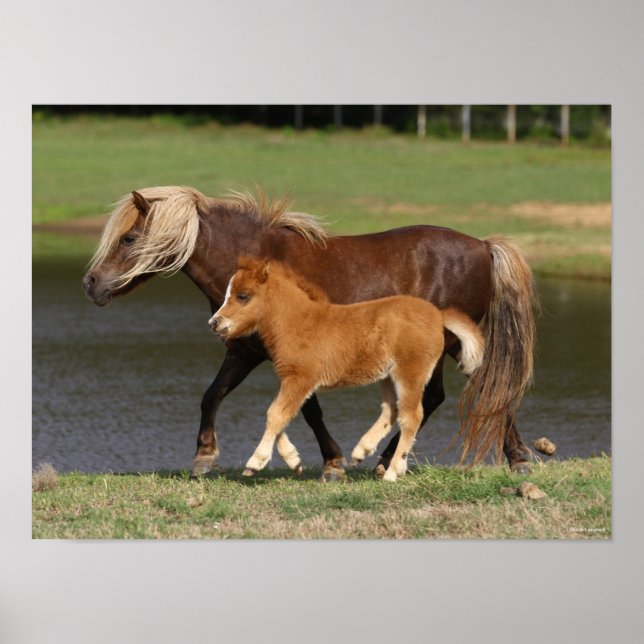 Miniatur Mare and Foal Walking am See Poster (Vorne)