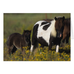 Miniatur Mare & Foal in den Blume